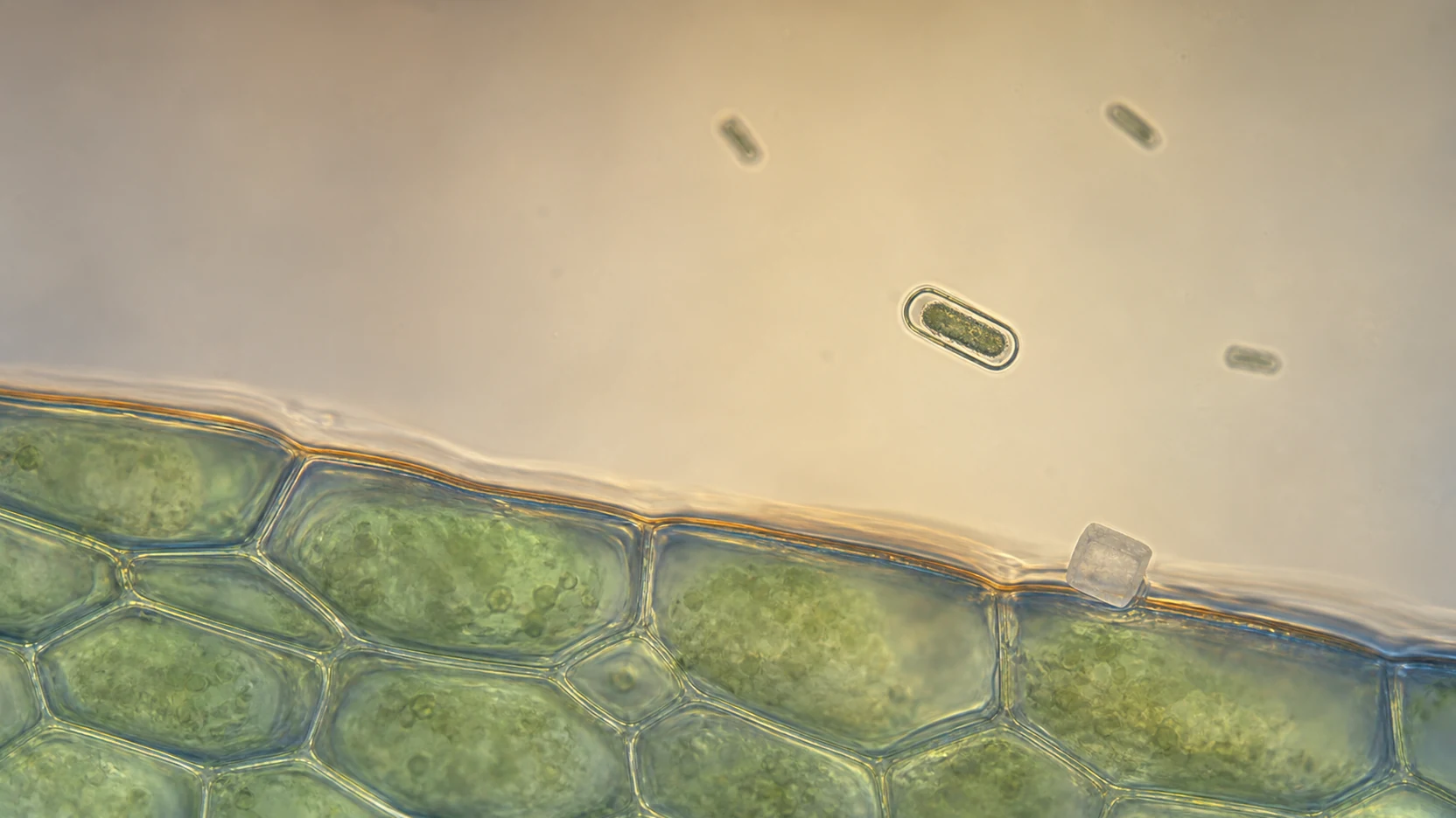 Featured illustration for Why Does Salt Preserve Food?